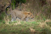 Levhart skvrnity - Panthera pardus - Leopard o8685